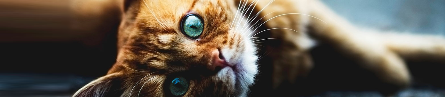 Feeding Guidelines for Your Cat