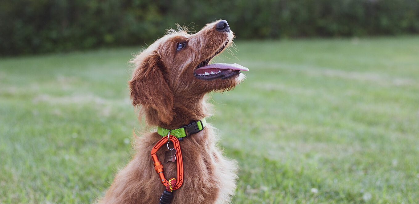  article chicken the complete protein source for your dog inset