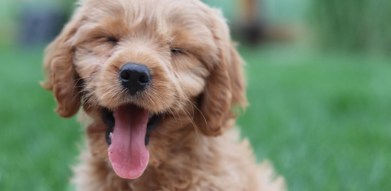 article puppy basics keeping your puppy skin and coat healthy header