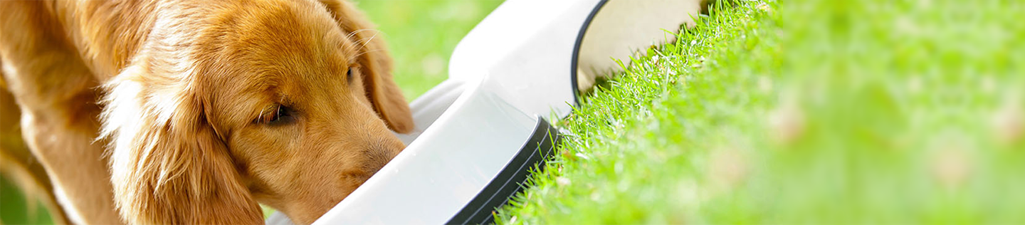 Common Questions About Feeding Dogs 