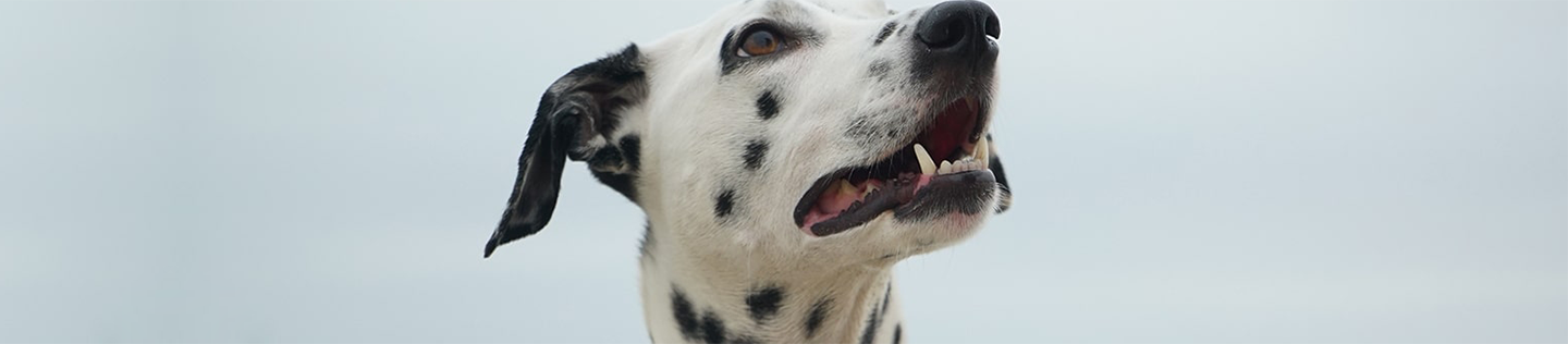Everything You Need to Know About Healthy Dog Skin and Coat