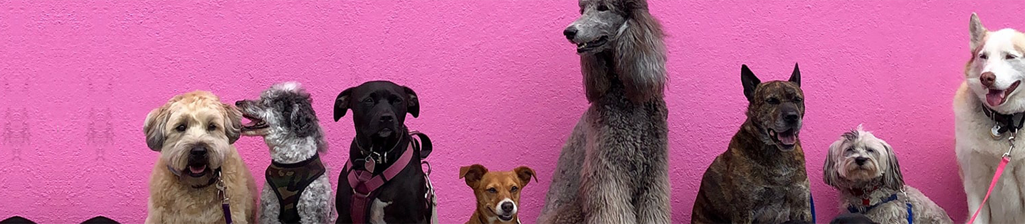  A Pet Parent’s Guide To The Best Antioxidants For Dogs