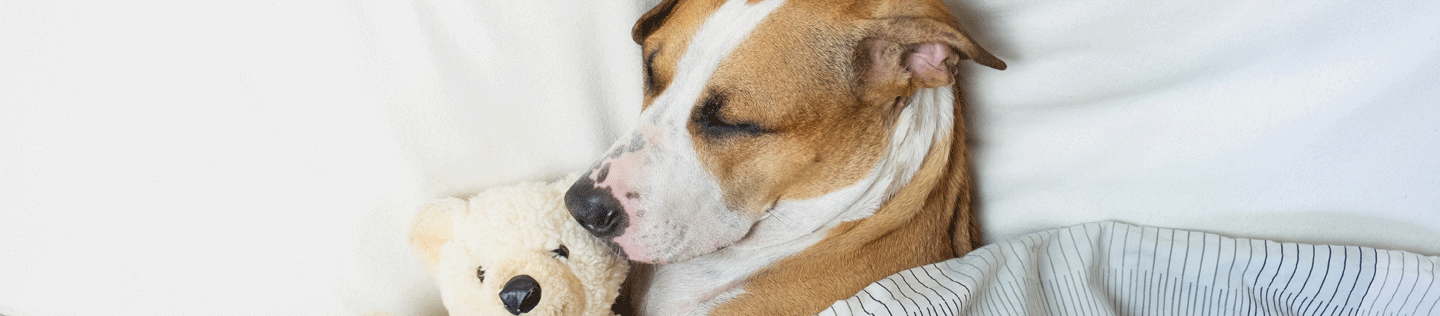 Why Are Dogs Always Sleeping?