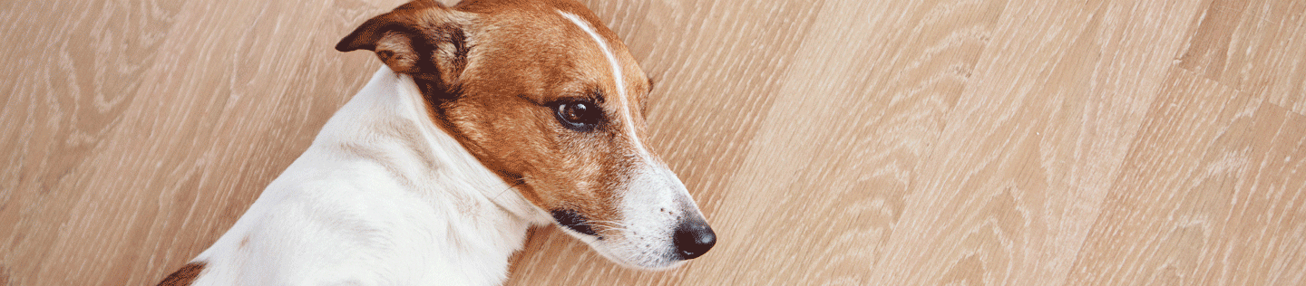 Bloat in Dogs: Symptoms, Causes, Treatment & Prevention