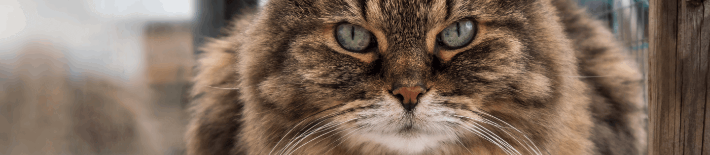 cat article detail banner
