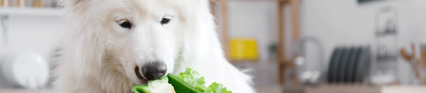 Choosing the Right Dog Food