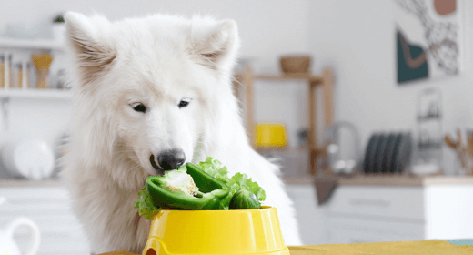 Choosing the Right Dog Food