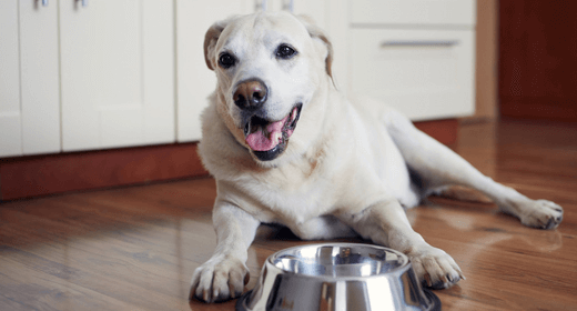 dog article