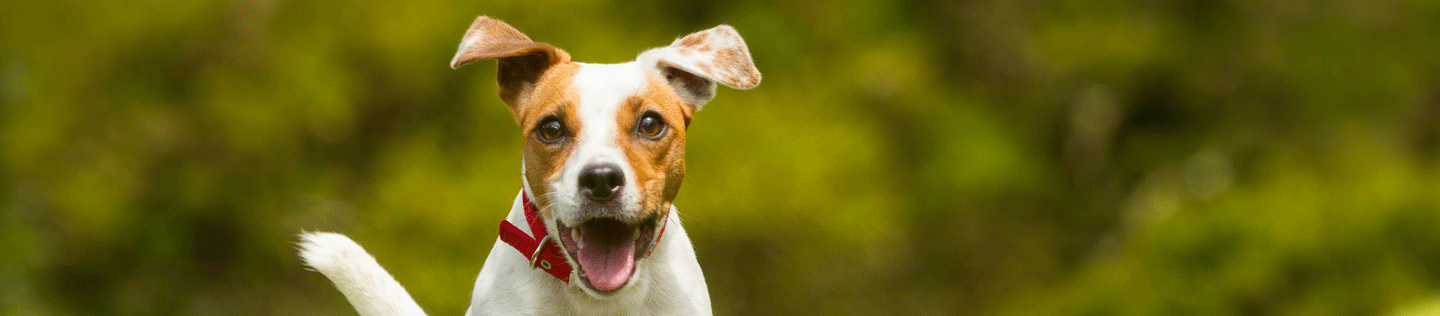 Common Concerns About Your Dog’s Health
