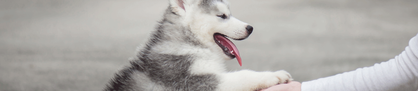 dog article