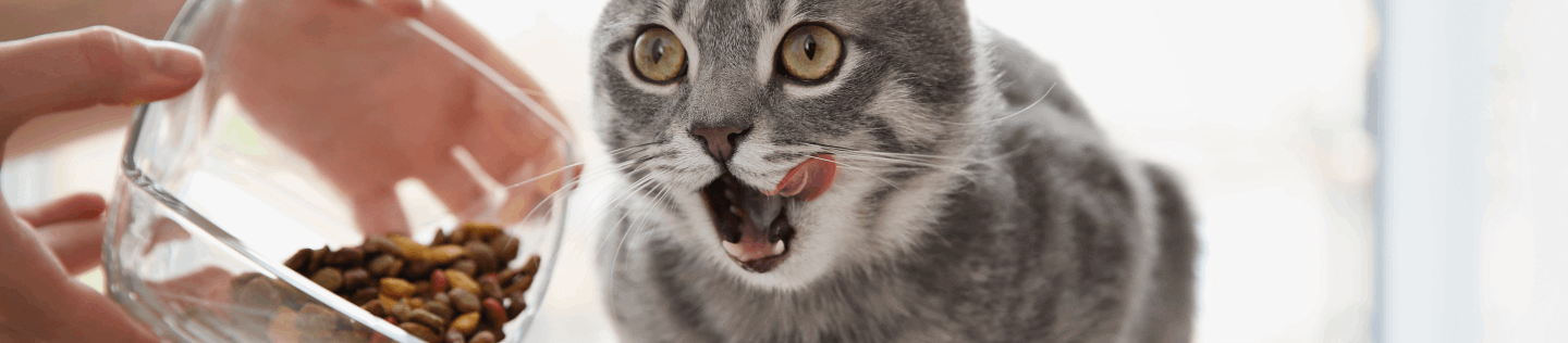 The Importance of Taurine in Cat Food