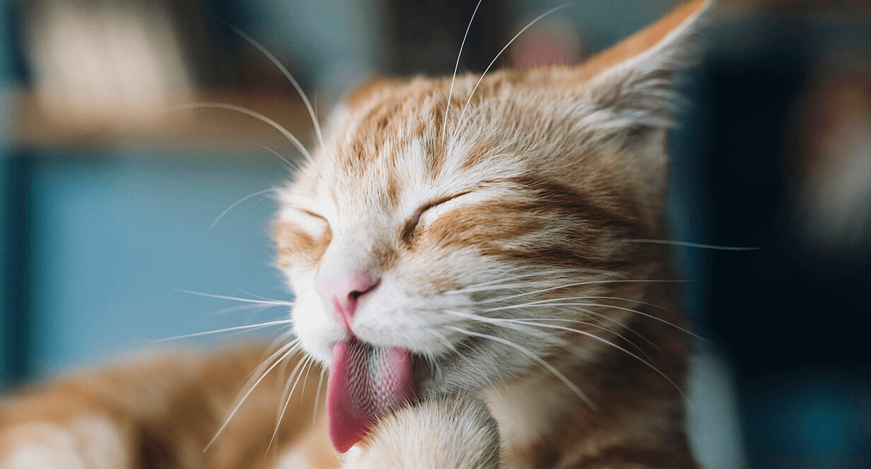 Causes of Cat Vomit And Treatment