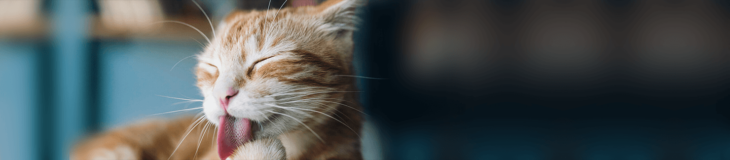 Causes of Cat Vomit And Treatment
