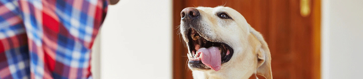 Dog Food Expiry
