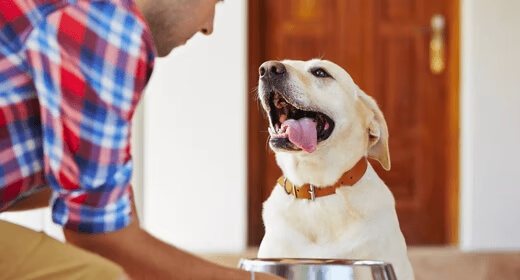 Dog Food Expiry