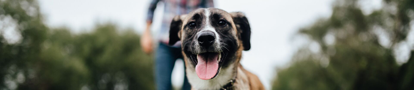 Dog Supplements
