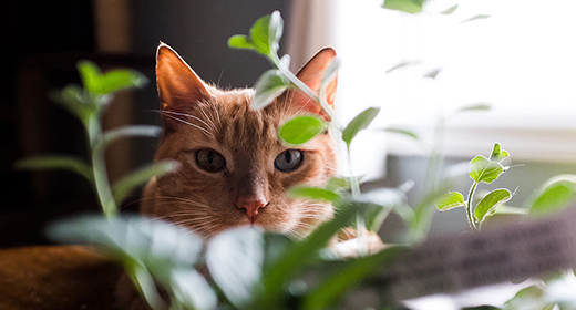 Does-Your-Cat-Have-Allergies-mobile