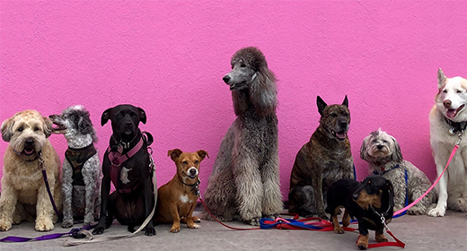  A Pet Parent’s Guide To The Best Antioxidants For Dogs
