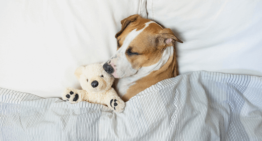 Why Are Dogs Always Sleeping?