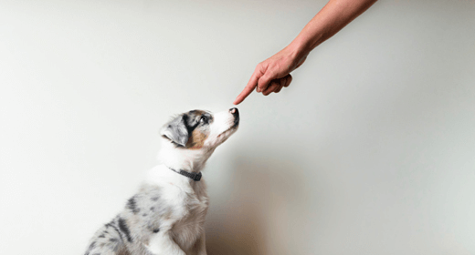 How to house train a puppy