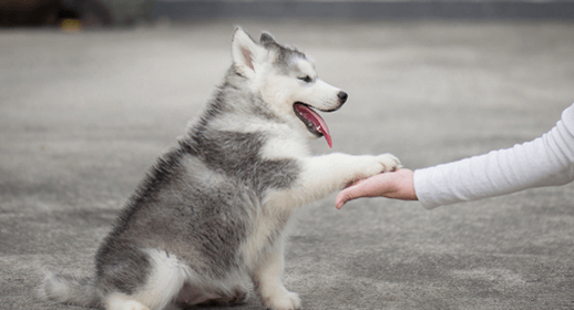 dog article