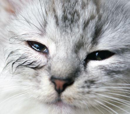 Watery eyes
