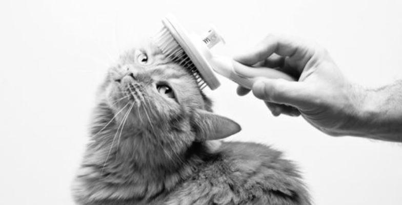 Grooming Regularly 