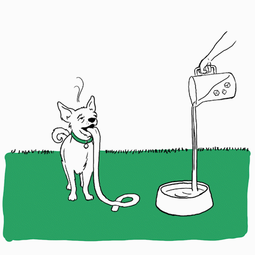 Why Do Dogs Pant?